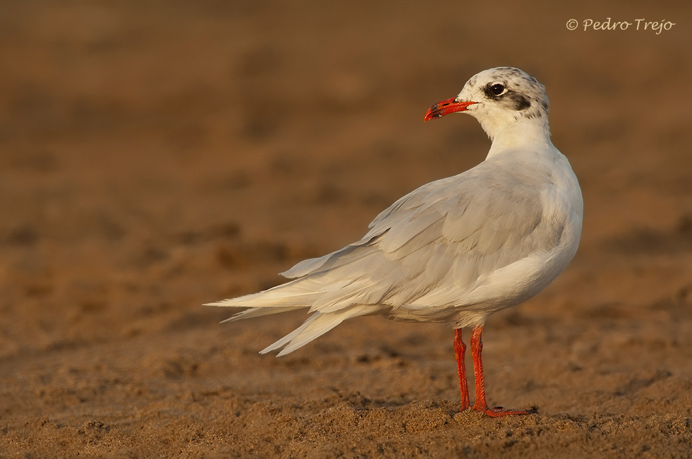 Gaviota cabecinegra (Larus melanocephalus)